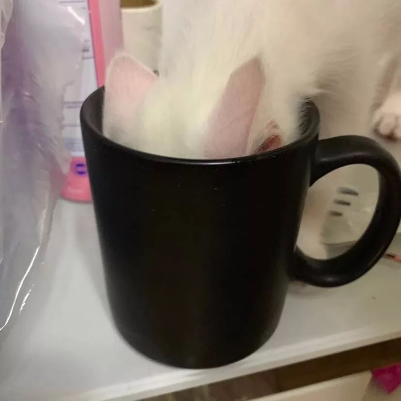 “乱买东西，猫骂了我三天！”