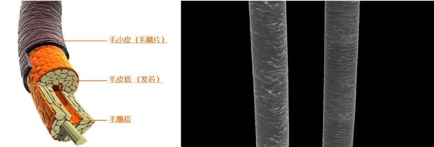 宋慧乔短发上热搜了,2020最火宋慧乔海藻卷