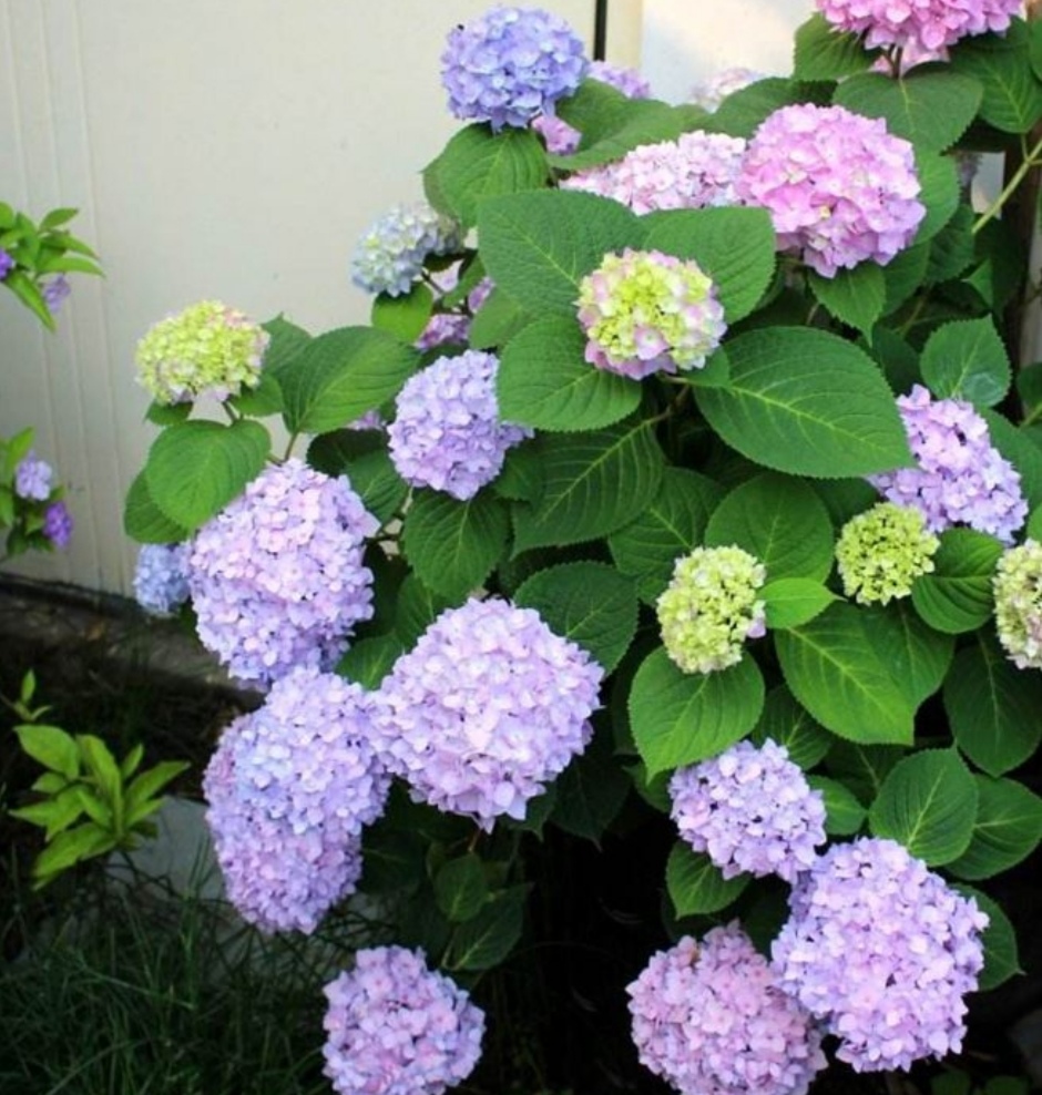 养花施肥用哪些花肥,养花浇什么肥促进根的生长