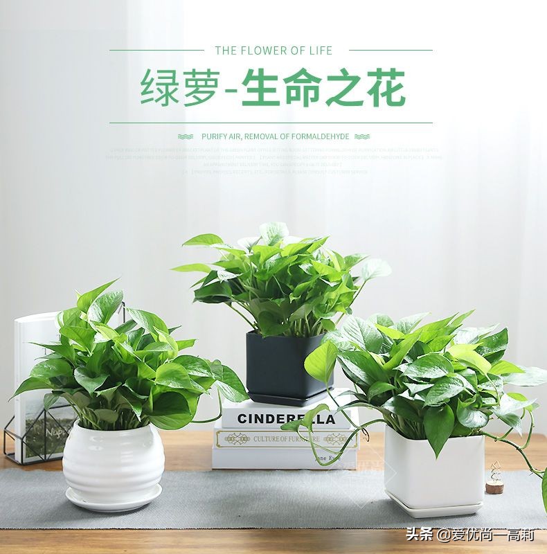 懒人必备小房间,懒人必备小宠物