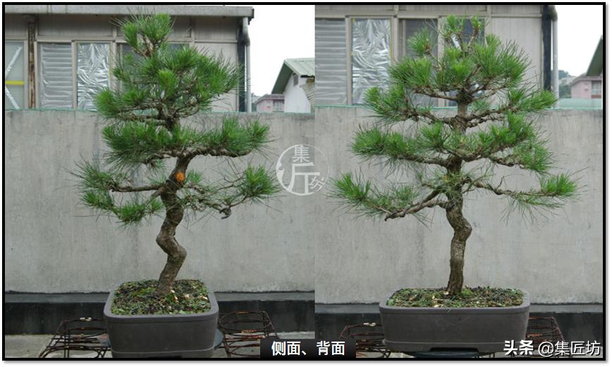 黑松盆景快速成型技术 (怎么让黑松盆景增粗变老不长高)