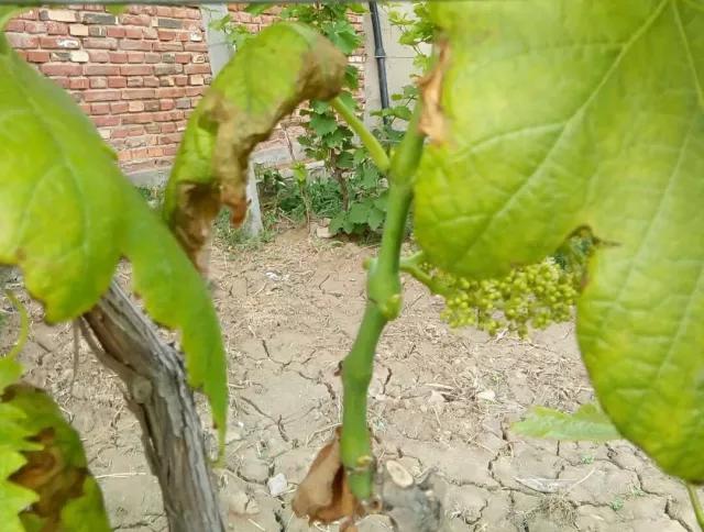 葡萄生理性枯叶怎么处理,葡萄落叶病害治疗