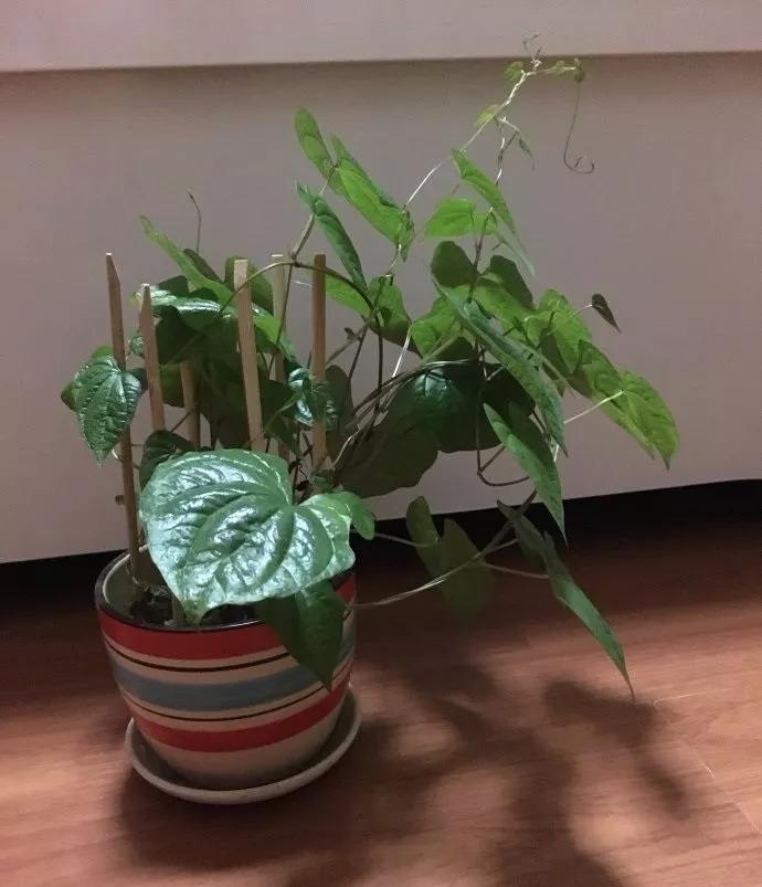 阳台花盆种蔬菜能浇黄豆水吗,在家里用花盆种植山药