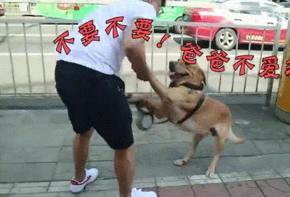 狗狗疫苗的种类和如何选择疫苗,狗狗疫苗接种时间怎么算