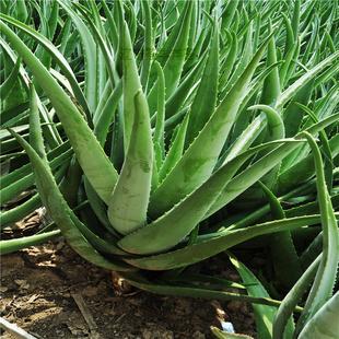 库拉索芦荟的种植方法以及美容功效