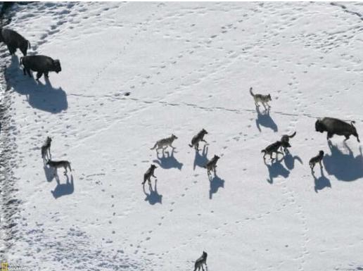 狼为什么对着月亮吼叫,为什么狼在满月的时候要吼叫