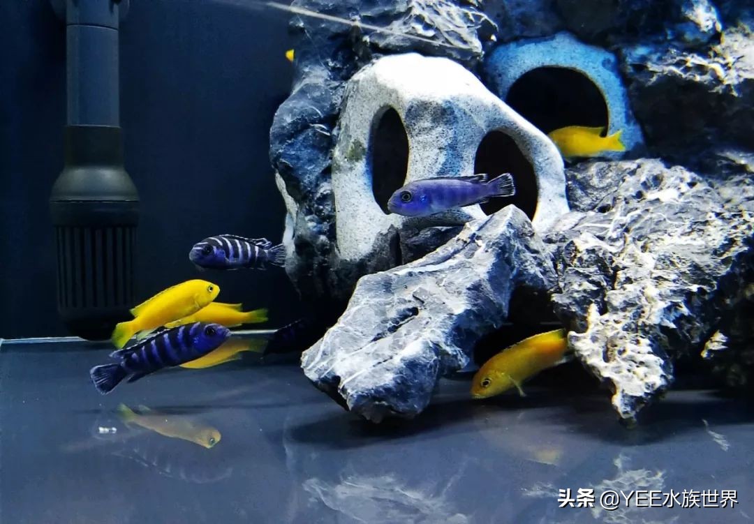 怎么样防止大慈鲷咬小的慈鲷,慈鲷养养就黑了