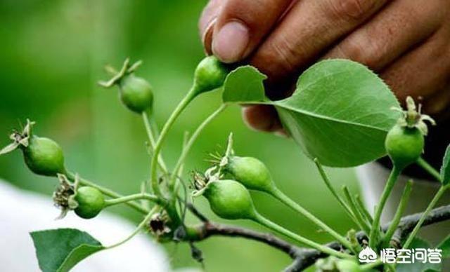 硫磺酸度不合格原因,硫磺纯度怎么测试