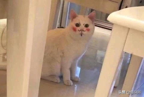 猫咪沾油怎么洗,猫咪沾满衣服怎么洗