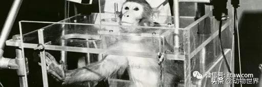 世界各国国宝级动物,世界各地的名贵动物