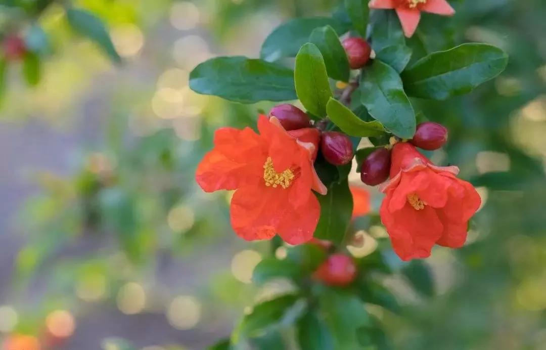 世界各国国花有哪些,各国的市花和国花有什么
