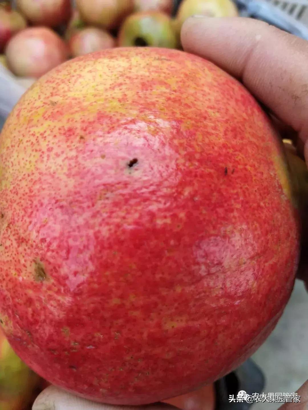 果实蝇危害柑橘的防治方法,果实蝇的危害到几月份