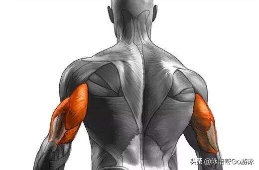 游泳怎么练出肱三头肌,游泳时肱二头肌和肱三头肌的变化