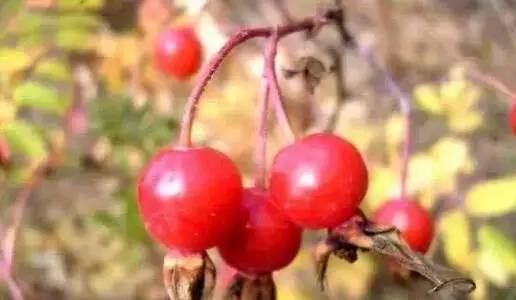 鍘熸潵鏂扮枂鐨勬按鏋滃姝ょ敎,鍘熸潵涓滃寳鐨勫湡鐗逛骇