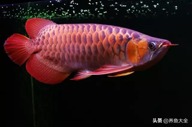 龙鱼记忆力有多强,龙鱼的生命力如何呢