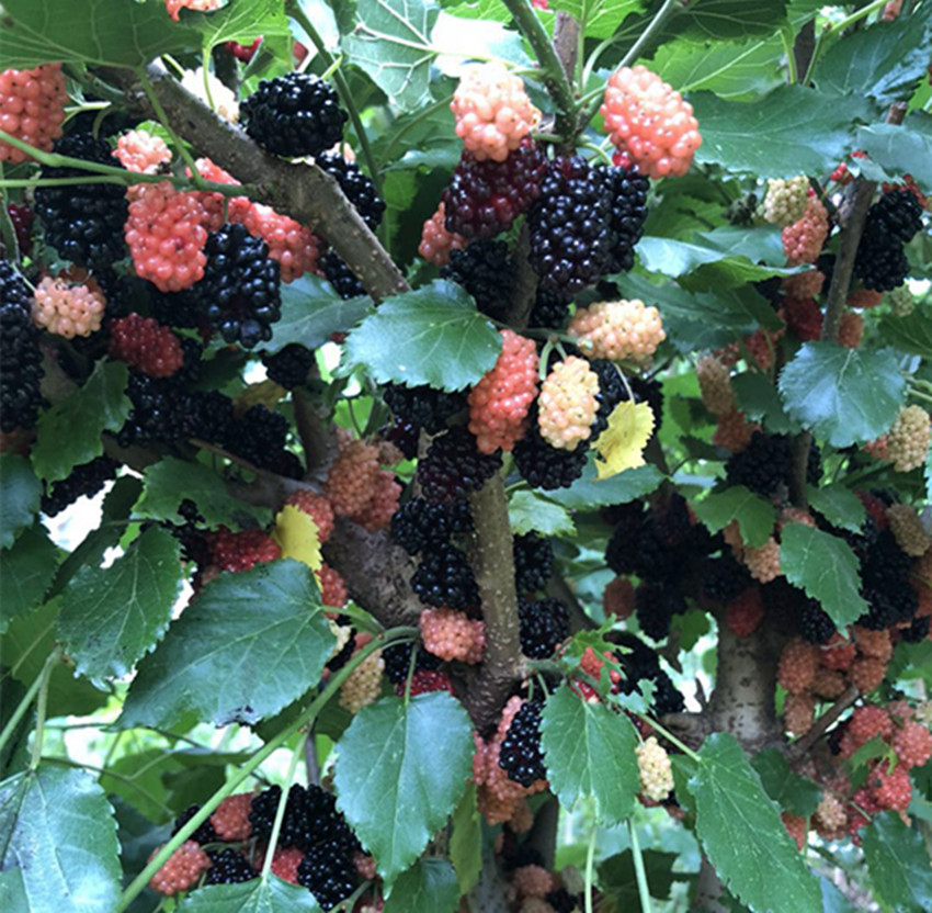 桑葚果的价格多少一斤,桑葚果种植