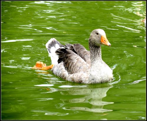 鸭中暑什么症状,鸭鹅中暑了怎么办