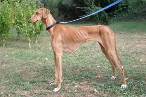 世界最贵的五种狗狗,全世界最贵的狗狗多少钱一只