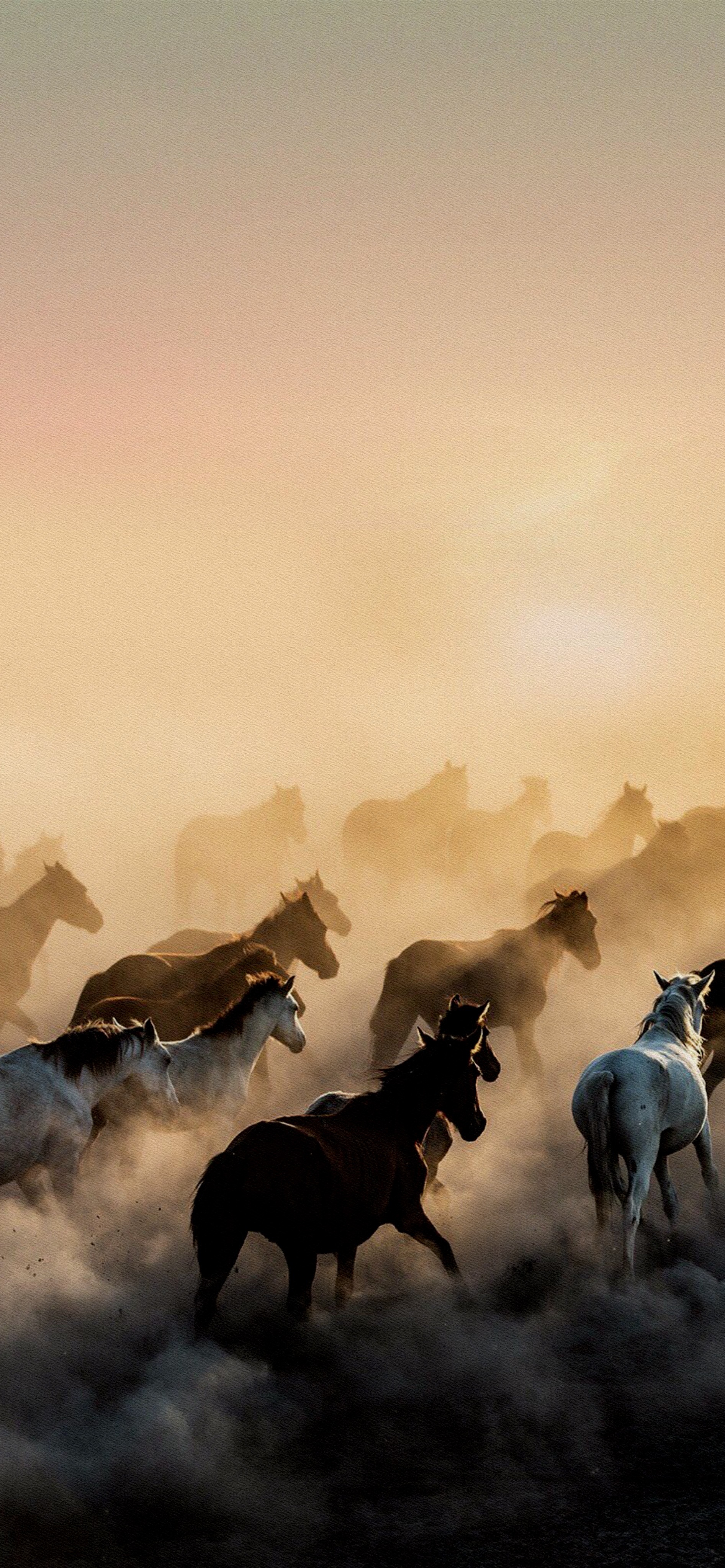 花鸟壁纸动物壁纸,动物壁纸高清手机壁纸