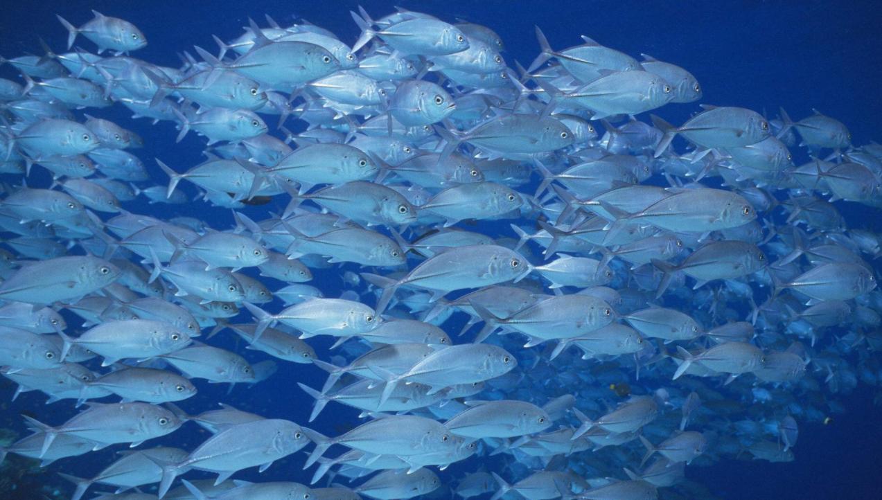 倍尔康胶原蛋白怎么样,复尔康胶原蛋白面膜