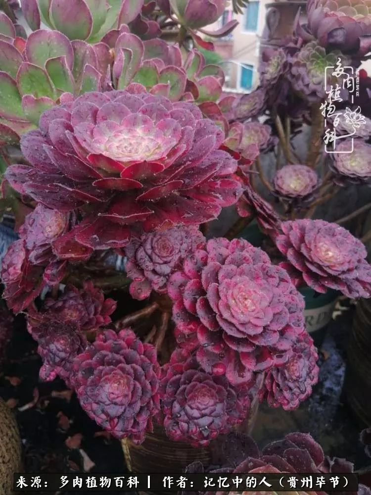 我心中的玫瑰原唱,我心中的玫瑰全部歌曲