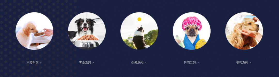 一只疯狂小狗视频,一只疯狂的阿拉斯加