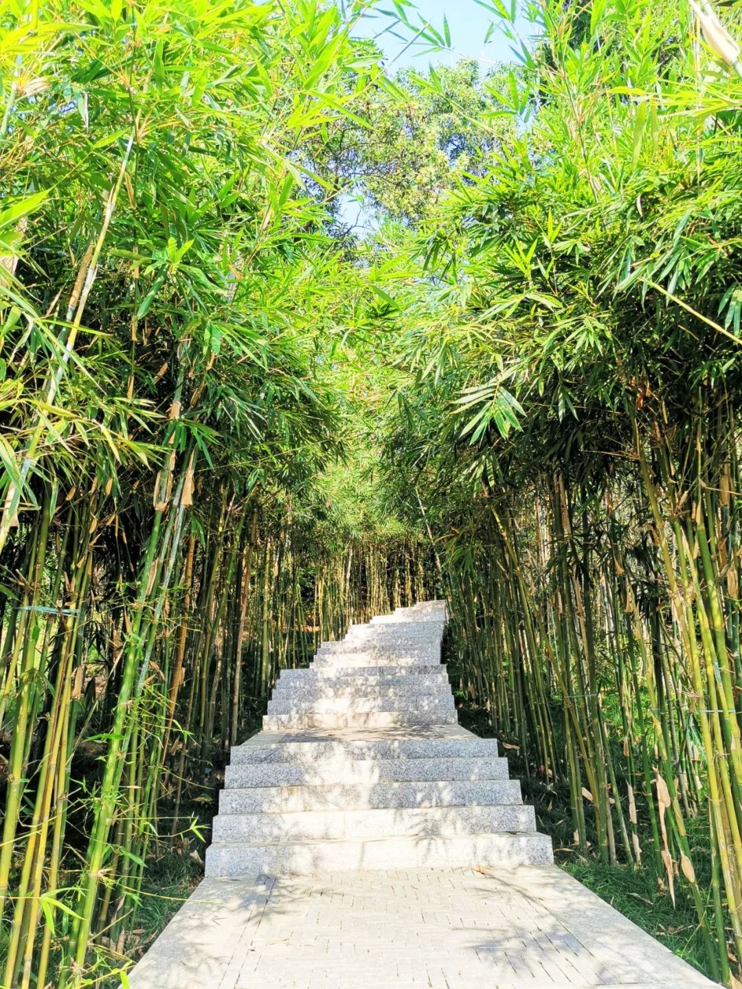 深圳最美簕杜鹃谷公园花海,宝安区花海赏花景点