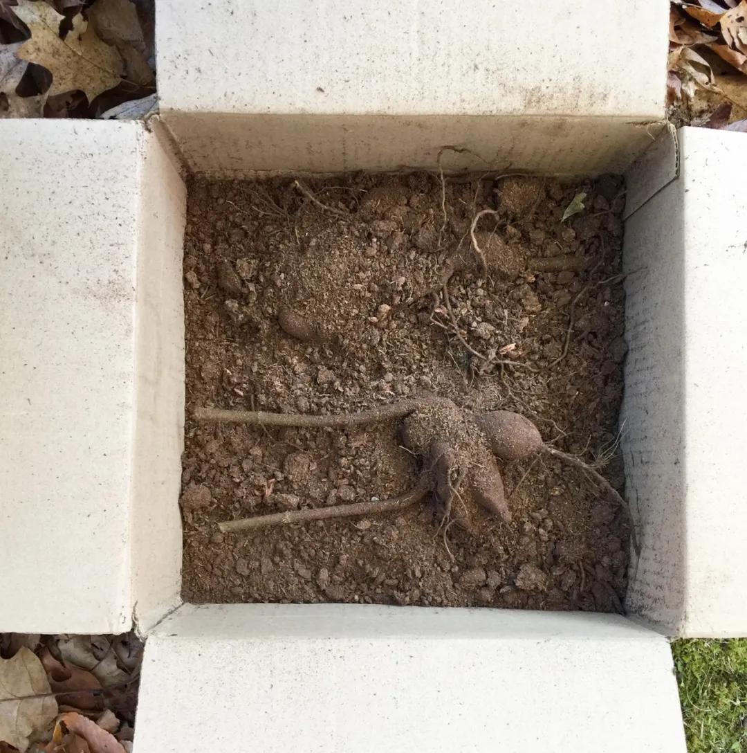 大丽花秋天要起球吗,大丽花怎样越长越好