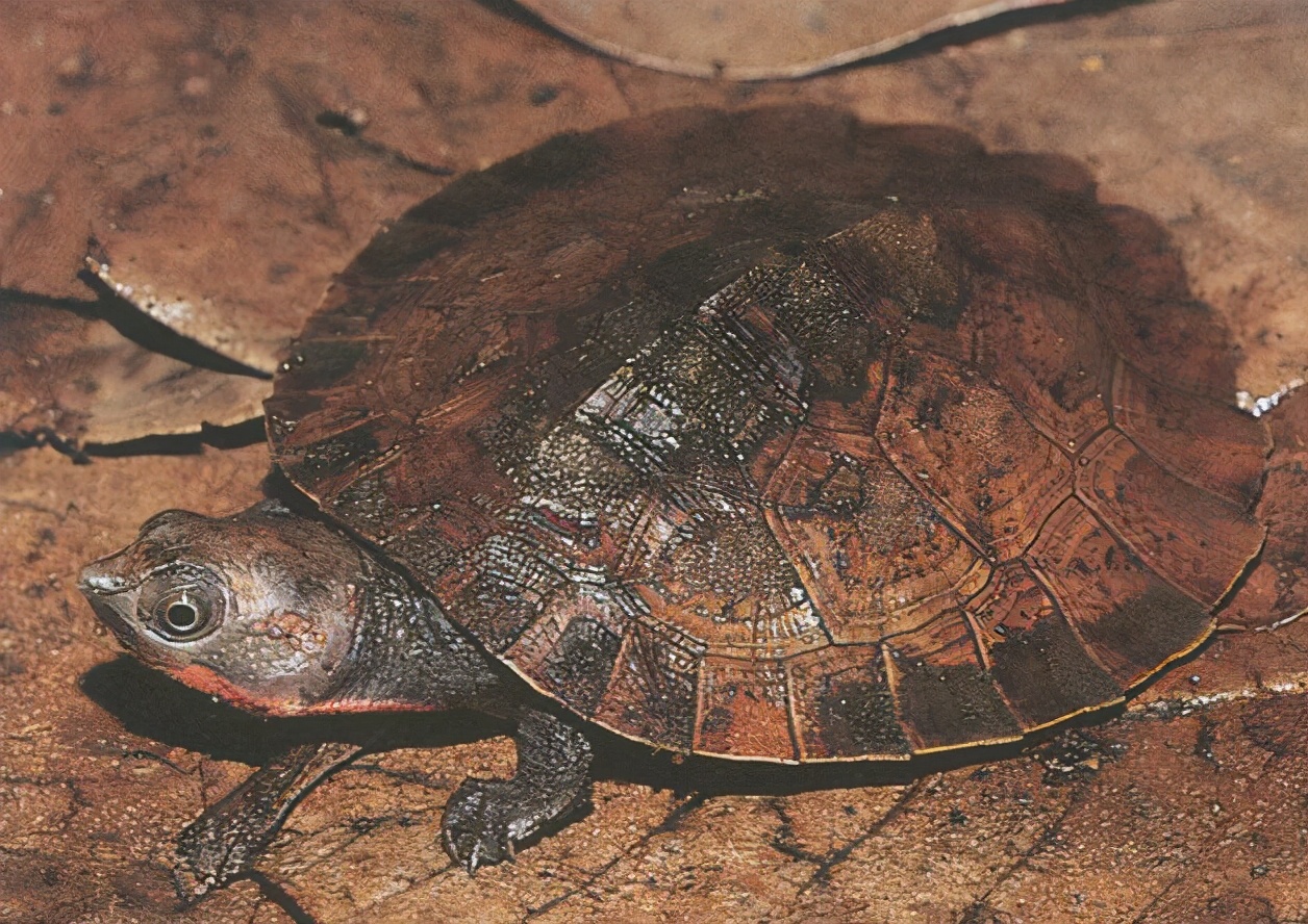 龟类纪录片,龟类图片