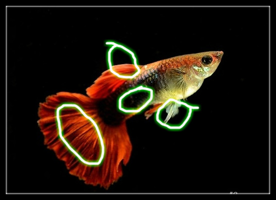 饲养的孔雀鱼摇头晃脑时，就要注意了，可能是感染的水霉病！