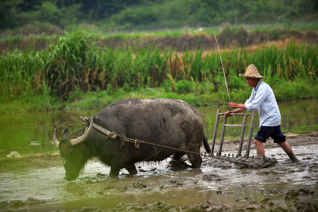 7万亿振兴乡村25个领域,7万亿资本进农村