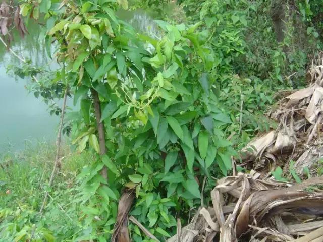 客家臭屁粽做法,客家臭水藤