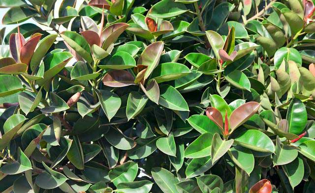 几种方法除甲醛最有效,新房除甲醛哪种植物最好最有效