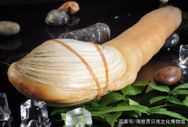 扒一扒那些在美食界乘风破浪的贝壳们