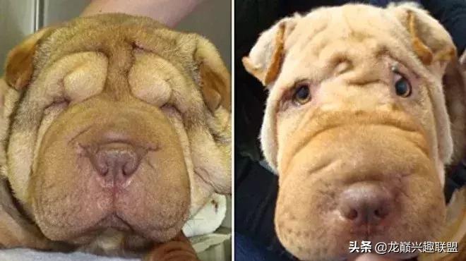 宠物整形有多可怕,宠物美容修脸