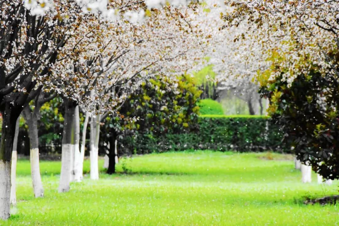 国际认可的西安外国语大学,西安外国语大学有什么特点