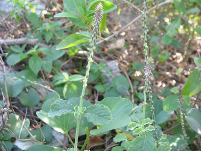 3种植物很“黏人”，一旦被粘住，半天弄不完