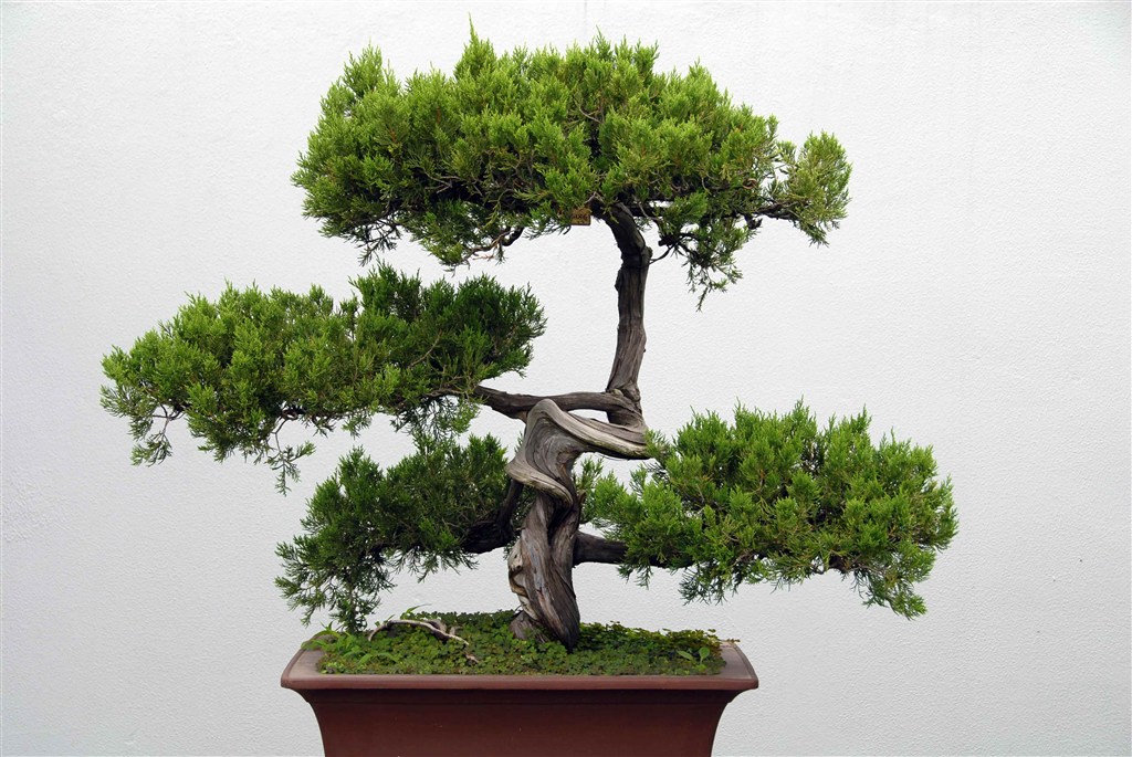 盆栽黄叶怎么解决补充什么肥,盆景黄叶怎么办