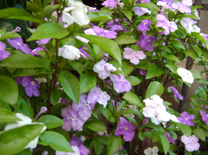 双色茉莉花不开花怎么办,双色茉莉花不完全盛开就蔫了