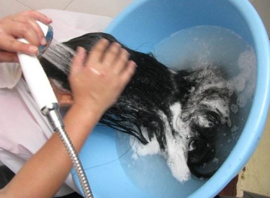 头皮上总长痘痘,头皮上长痘痘抠破了怎么办