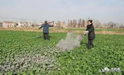 白菜播种出苗后怎样防蚂蚁,白菜虫害怕怎么防止