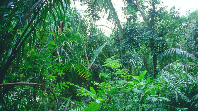 亚马逊雨林到底有多恐怖科普,人类活动对亚马逊雨林的影响