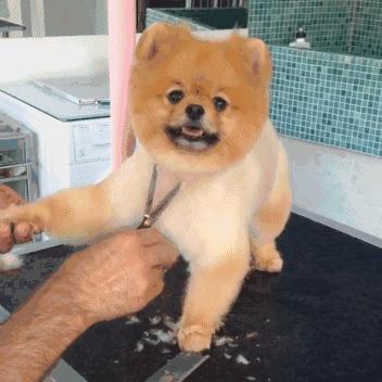 昆明宠物美容培训学校,宠物美容培训学校哪家比较好