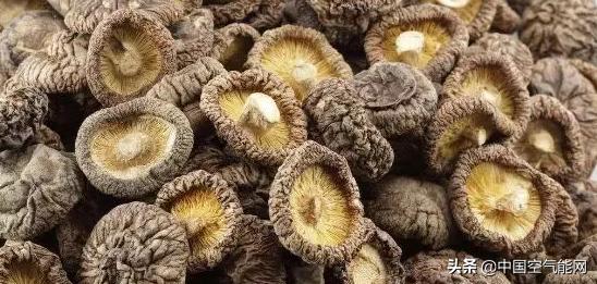 菌菇烘干全过程,湖南菌菇烘干生产线公司