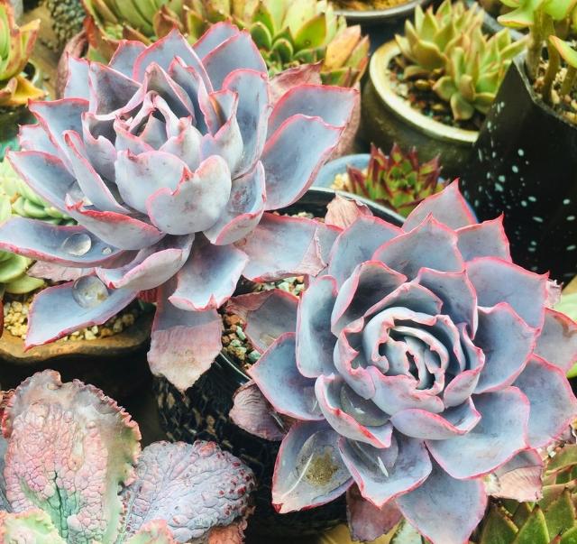 广寒宫和晚霞多肉有什么区别,多肉广寒宫开花的样子