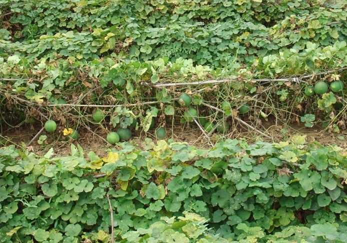 天花粉麦冬的功效与作用,天花粉功效研究