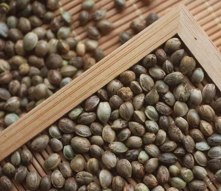 巴马老人天天吃火麻仁,巴马火麻长寿秘密