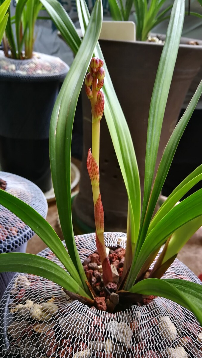 北京地区建兰几月施磷钾肥催花,建兰怎样才能开花5个诀窍