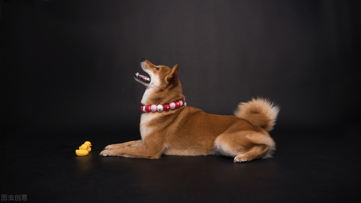 因表情包走红网络,网红柴犬表情包我只想拥有快乐