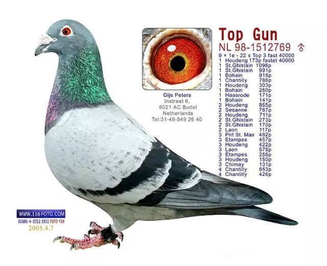 用成绩征服世界鸽坛，实力非凡却又异常低调的世界超级铭鸽全在这